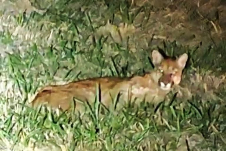 Prvias E Polícia Ambiental Resgatam Onça Parda Atropelada Na Pr 323 (2)