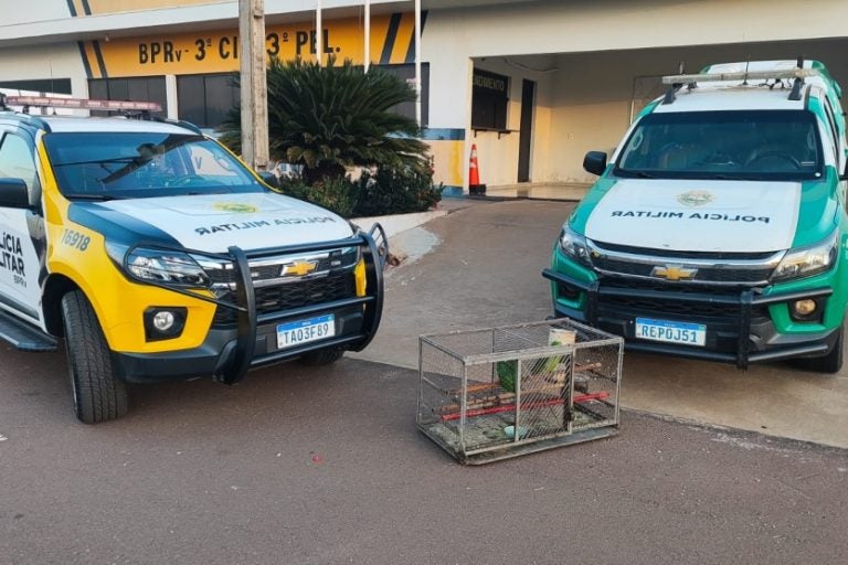 Papagaios-verdes: os responsáveis podem responder penal e administrativamente.