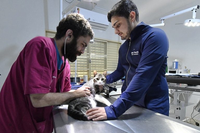 Projeto Viabiliza 200 Castrações Mensais Gratuitas De Cães E Gatos (1)