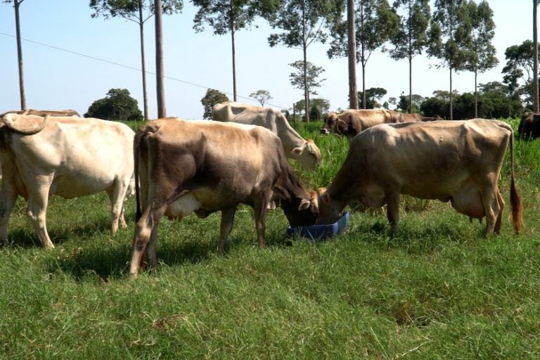 Umuarama Passa De R$ 1 Bilhão No Valor Bruto Da Produção