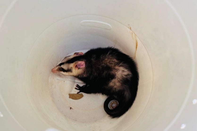 Whatsapp Image 2025 07 07 At 16.25.23