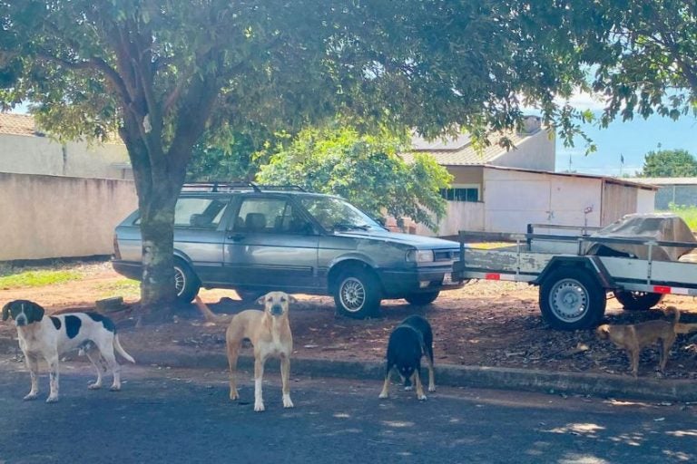 Animais Altônia