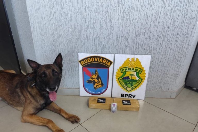Cão Droga
