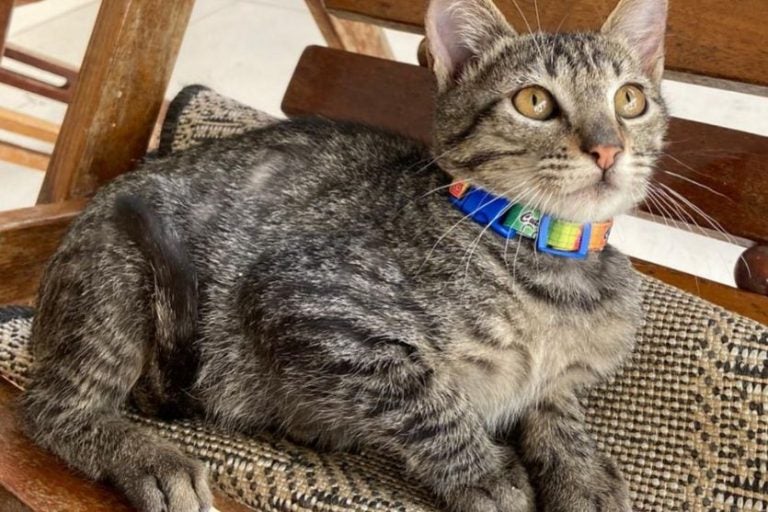 Gato