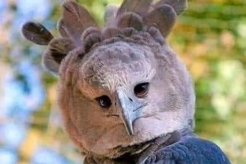 529656098 622926290537353 8232866491882286779 N