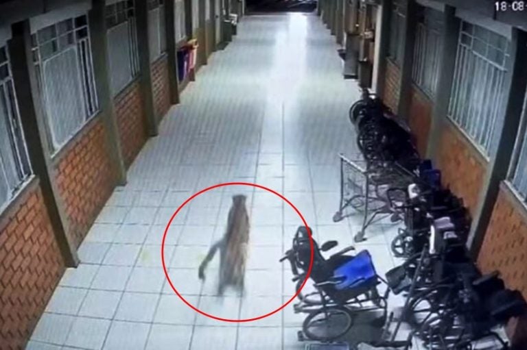 Cascavel Vídeos Mostram Onça Parda Passeando Na Apae E Ruas