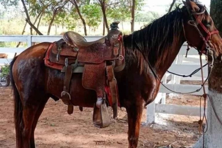Cavalo furtado em Cruzeiro do Oeste: O animal estava em uma propriedade particular.