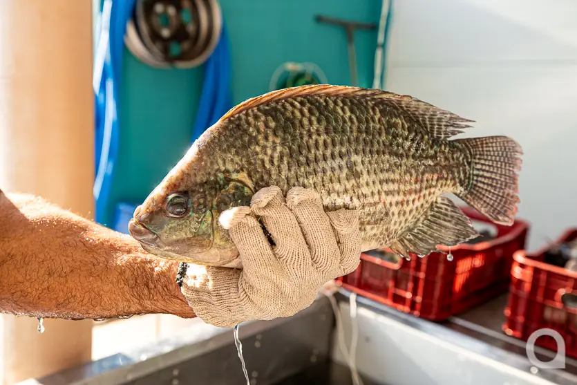 Feira Do Produtor Estreia Neste Sábado No Shopping Palladium Umuarama 14