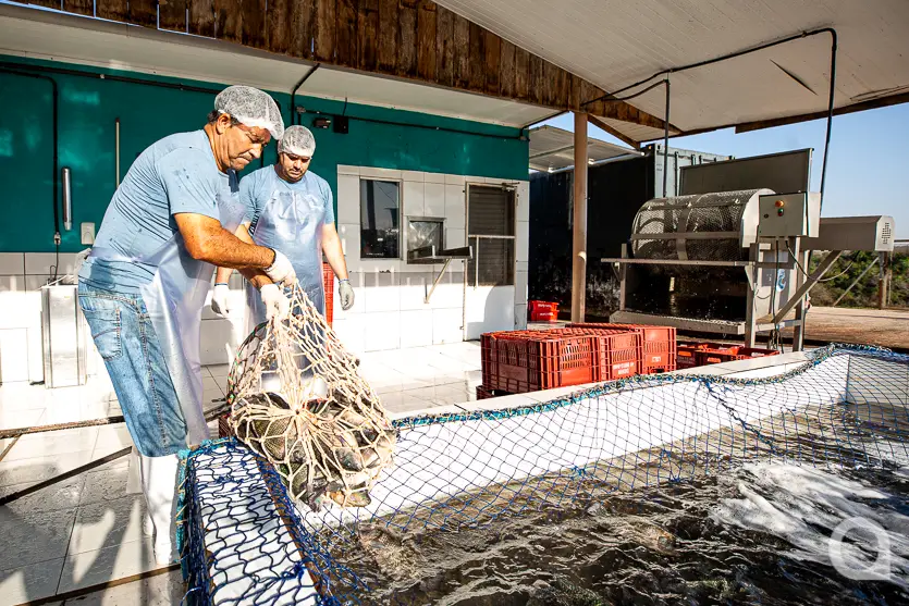 Feira Do Produtor Estreia Neste Sábado No Shopping Palladium Umuarama 15