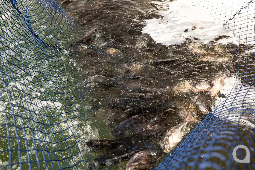 Feira Do Produtor Estreia Neste Sábado No Shopping Palladium Umuarama 16