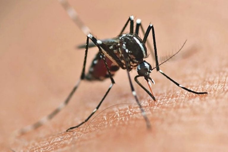 Regional De Saúde De Umuarama Tem 5.248 Casos De Dengue
