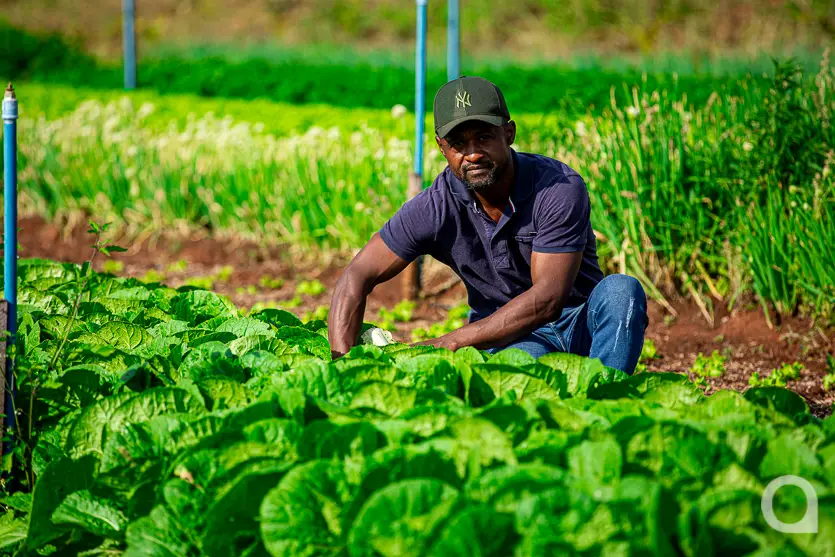 Shopping Palladium Umuarama Abre Novo Espaço Para A Feira Do Produtor 3
