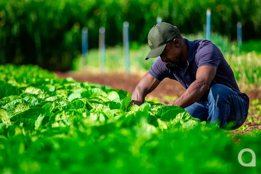 Shopping Palladium Umuarama Abre Novo Espaço Para A Feira Do Produtor 4