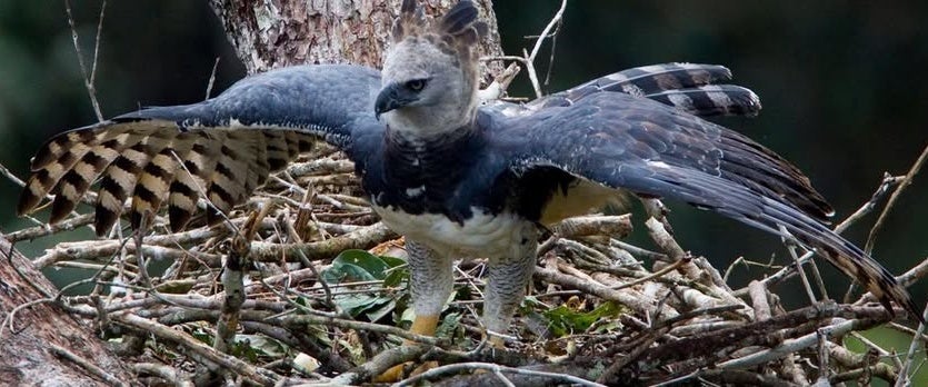 Umuarama Ficou Sem A Sua Tribo Indígena E Sem A Harpia! (2)