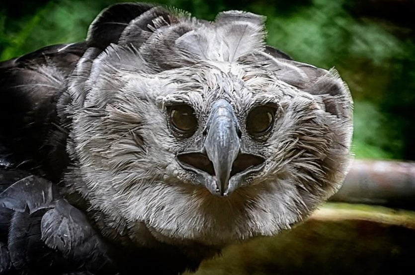 Umuarama Ficou Sem A Sua Tribo Indígena E Sem A Harpia! (3)