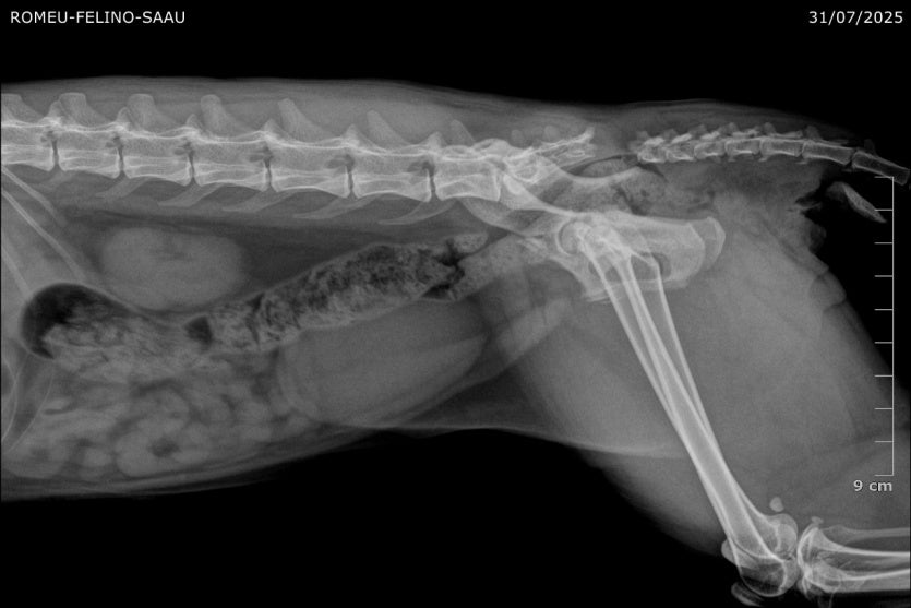 Whatsapp Image 2025 08 08 At 15.12.37