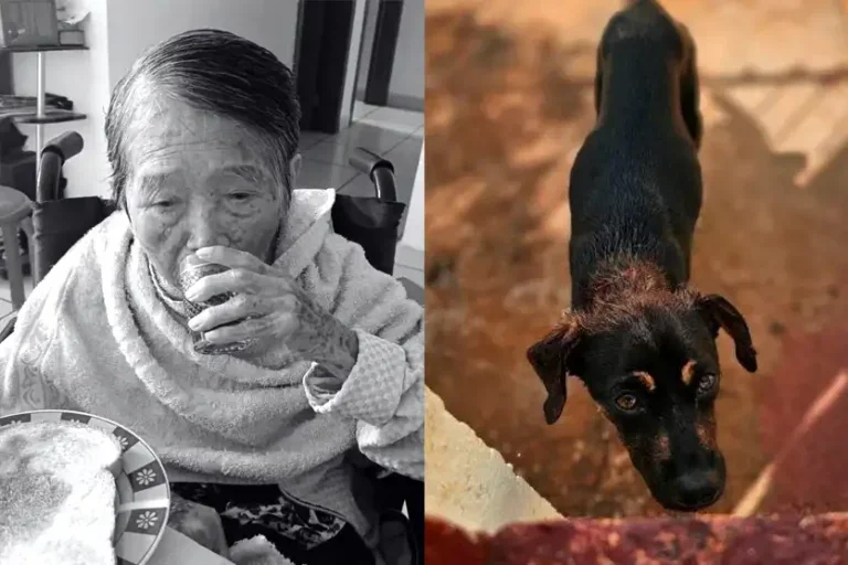 Idosa Atacada Por Cão