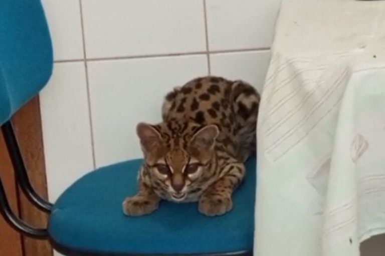Jaguatirica