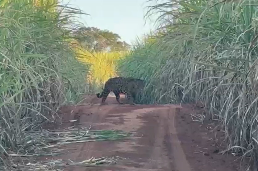 Vídeo mostra avistamento de onça pintada na região de Umuarama