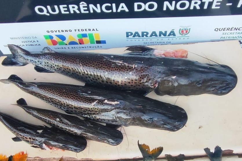 Peixe Apreendido