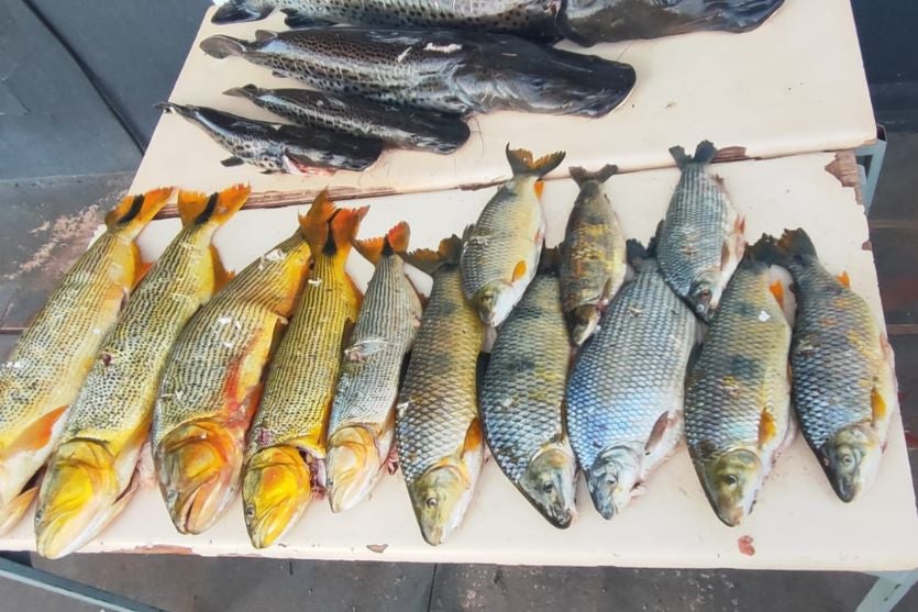 Peixe Apreensão Pmpr