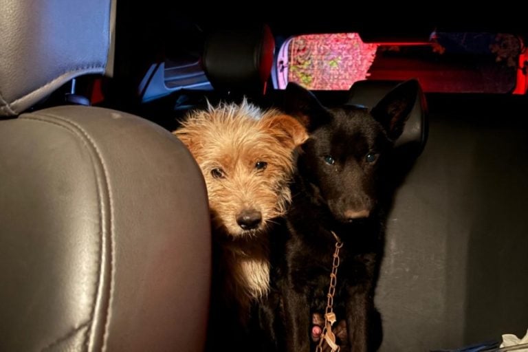 Perita resgata animais após acidente com vítimas fatais no Paraná.