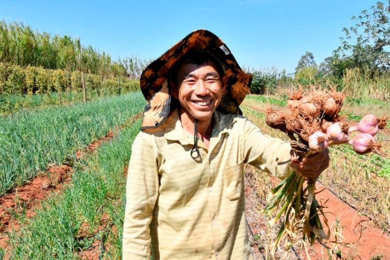 Agricultores de Umuarama colhem alho semente e buscam expansão da cultura.