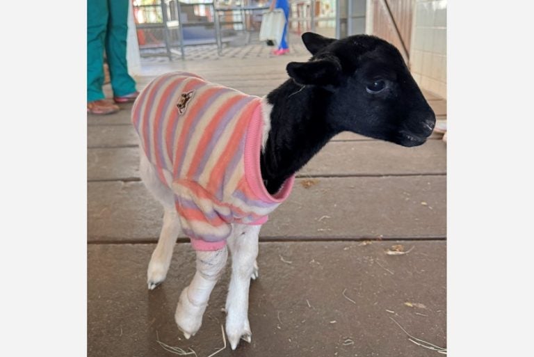 Clínica Escola Da Unipar Usa Pele De Tilápia Em Curativo De Cordeiro (1)