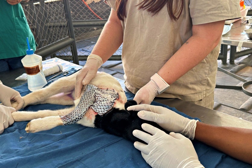 Clínica Escola Da Unipar Usa Pele De Tilápia Em Curativo De Cordeiro (2)