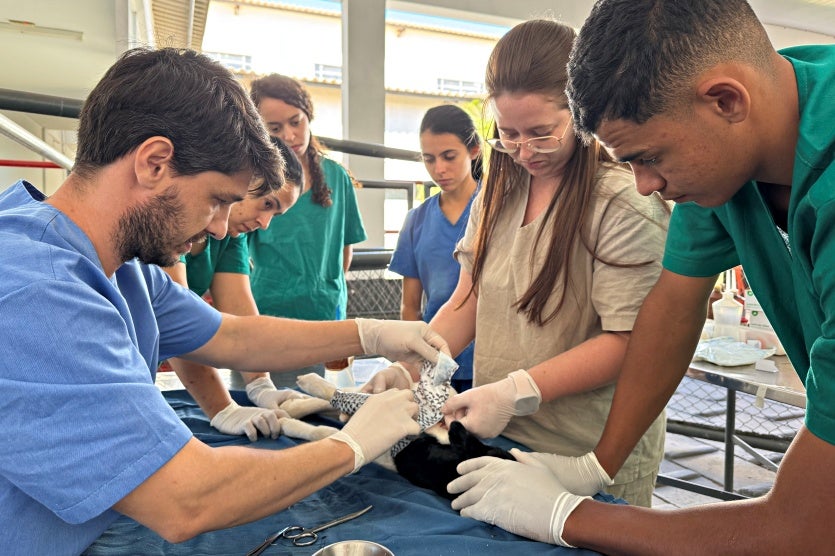Clínica Escola Da Unipar Usa Pele De Tilápia Em Curativo De Cordeiro (3)