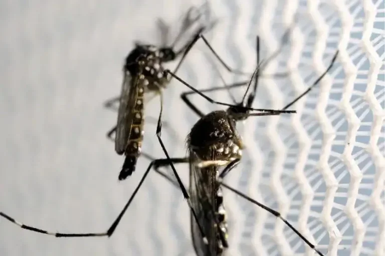 Infecções pelo Aedes aegypti sobem risco de complicação no parto.