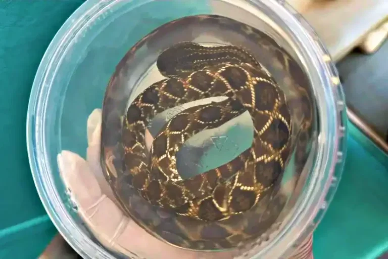 Homem é Picado Por Cobras Pela Quarta Vez E Vai Para O Hospital (1)