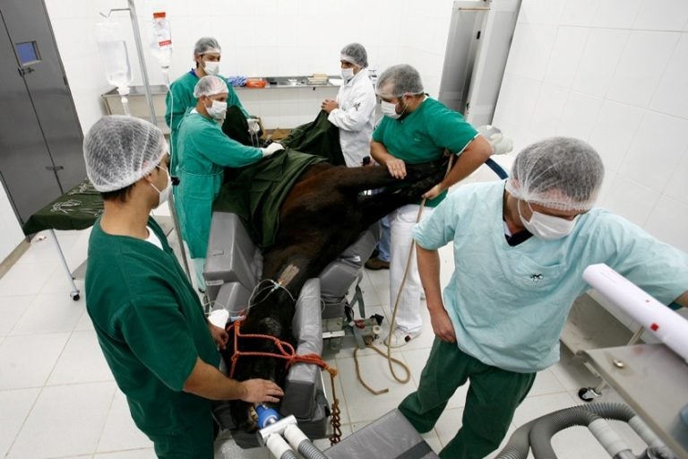Hospital Veterinário Da Uem Em Umuarama Completa 21 Anos (1)