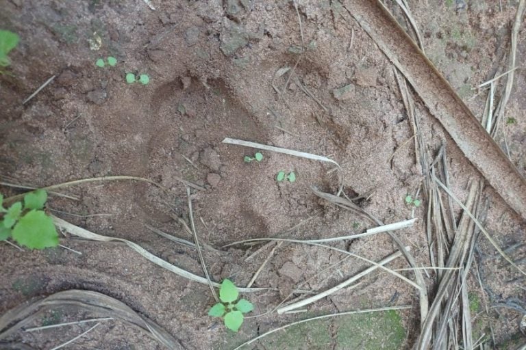 Pegadas de onça-pintada são encontradas pelo IAT de Umuarama
