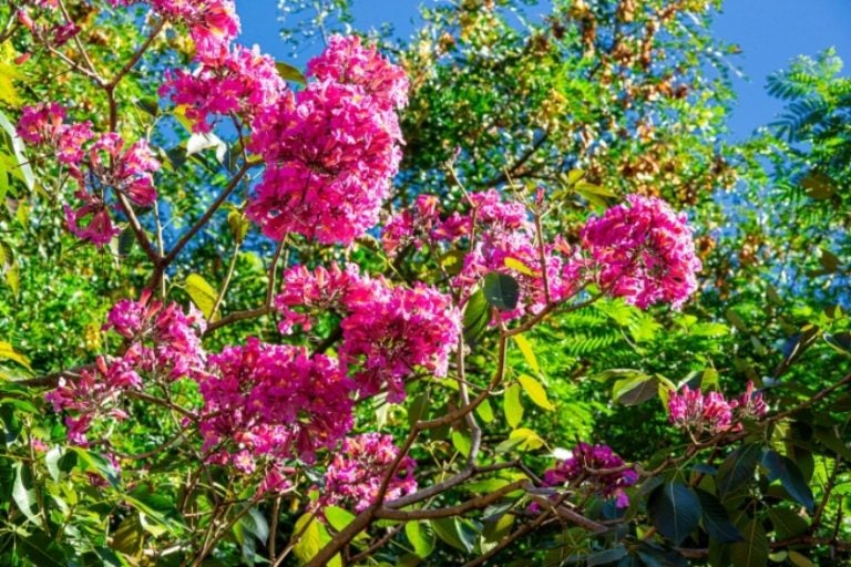 Primavera chega na próxima semana e aumenta riscos de alergias respiratórias.