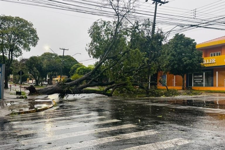 Queda de árvore interdita avenida Pernambuco, em Umuarama