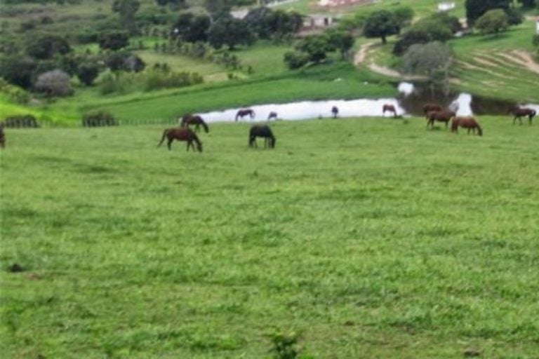 Onça ataca bezerro em propriedade: