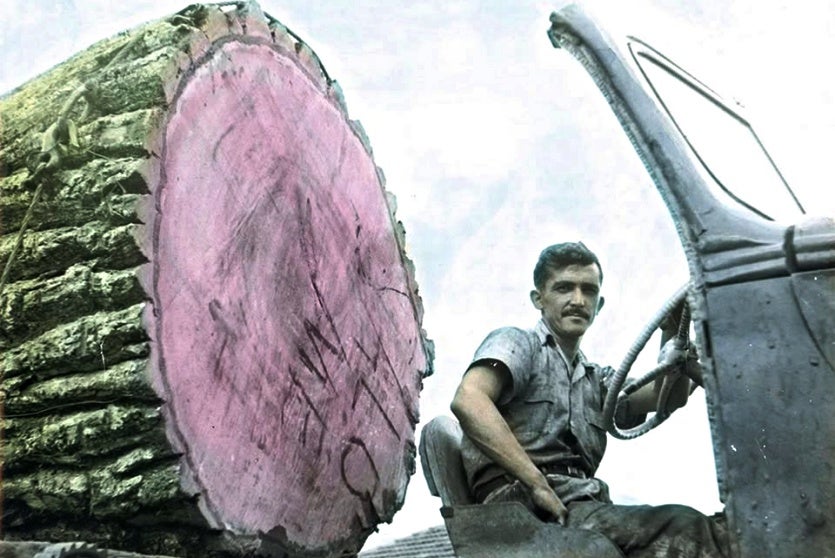 Peroba, Rainha Das Florestas Que Não Existem Mais Em Umuarama! (2)