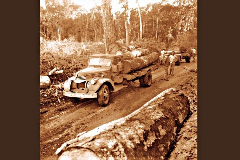 Peroba, Rainha Das Florestas Que Não Existem Mais Em Umuarama! (3)