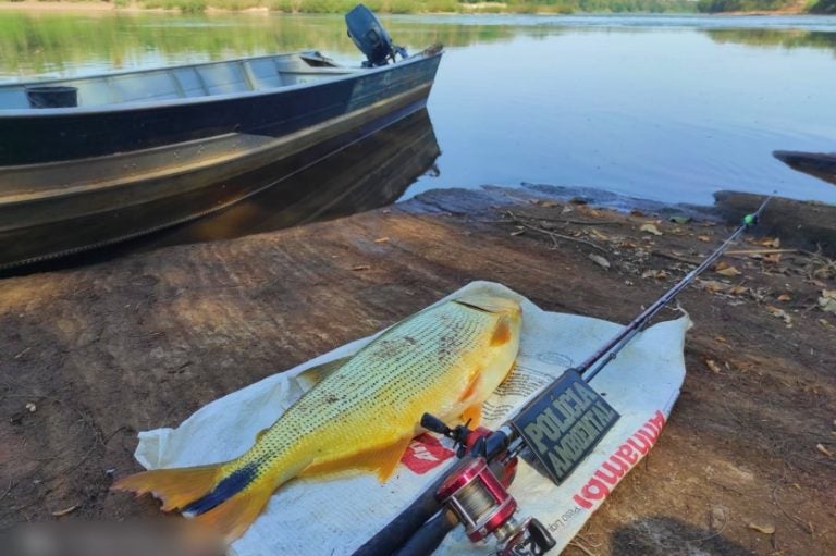 Polícia Ambiental Prende Pescador Com Dourado E Sem Licença
