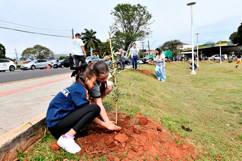 Projeto Ambiental Faz Plantio De Oliveiras Na Praça Da Catedral (2)