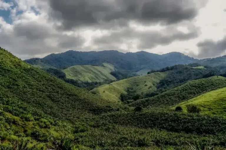 Operação Mata Atlântica em Pé começa hoje no Paraná e em 16 estados