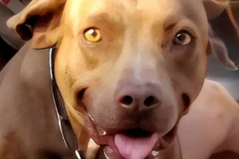Cadela Morta Em Umuarama