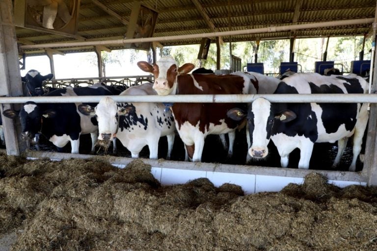 Pecuaristas no Paraná devem vacinar rebanhos contra a brucelose.