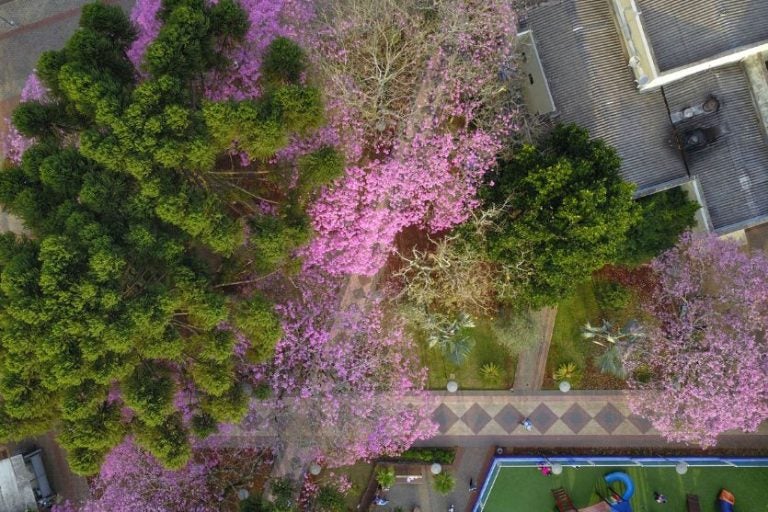 Primavera