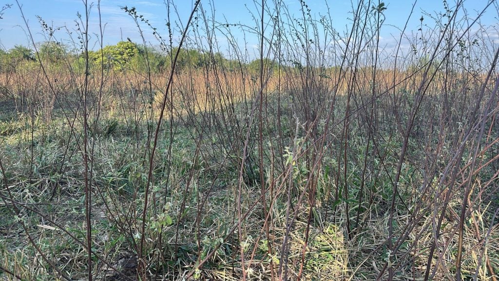 Vegetação Em ïcaraima Obemdito