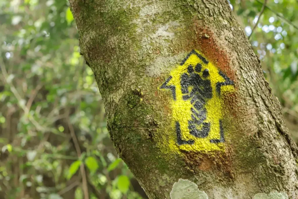 Altônia Debate Futuro Turístico Do Caminho De Peabiru 2