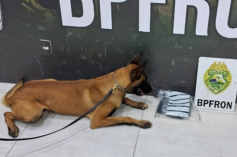 Cão De Faro Do Bpfron Localiza Haxixe Em ônibus Na Pr 323