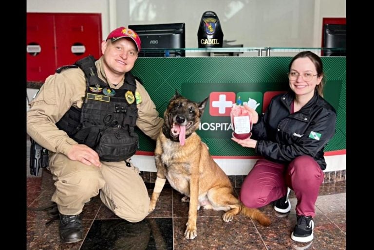 Cão Policial Doa Sangue Para Salvar Cadela Gestante Atropelada