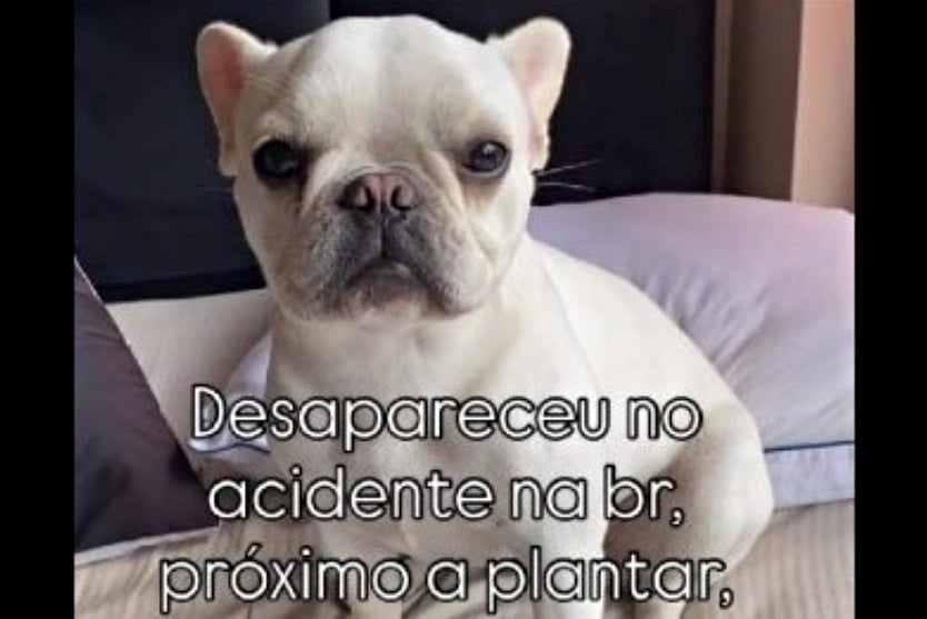 Casal Fica Ferido Após Capotamento De Porsche E Cãozinho Sumiu